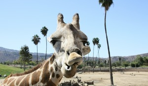 Sprachreisen San Diego_Zoo