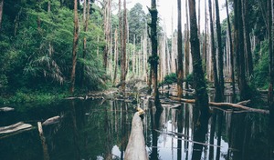 Sprachreisen Miami_Everglades