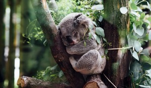 Sprachreisen Australien_Koala