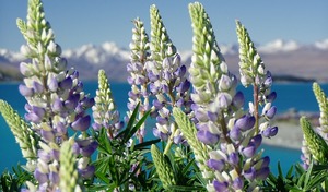 Sprachreisen Neuseeland_Flora