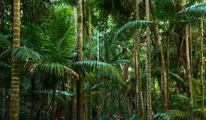 Sprachreisen Cairns_Dschungel
