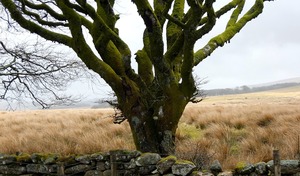 Sprachreisen Torquay_Dartmoor