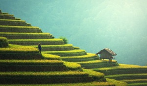 Sprachschulen China - Reisanbau