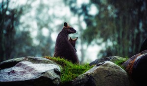 Sprachschulen Australien - Fauna