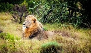 Sprachschulen Südafrika - Safari